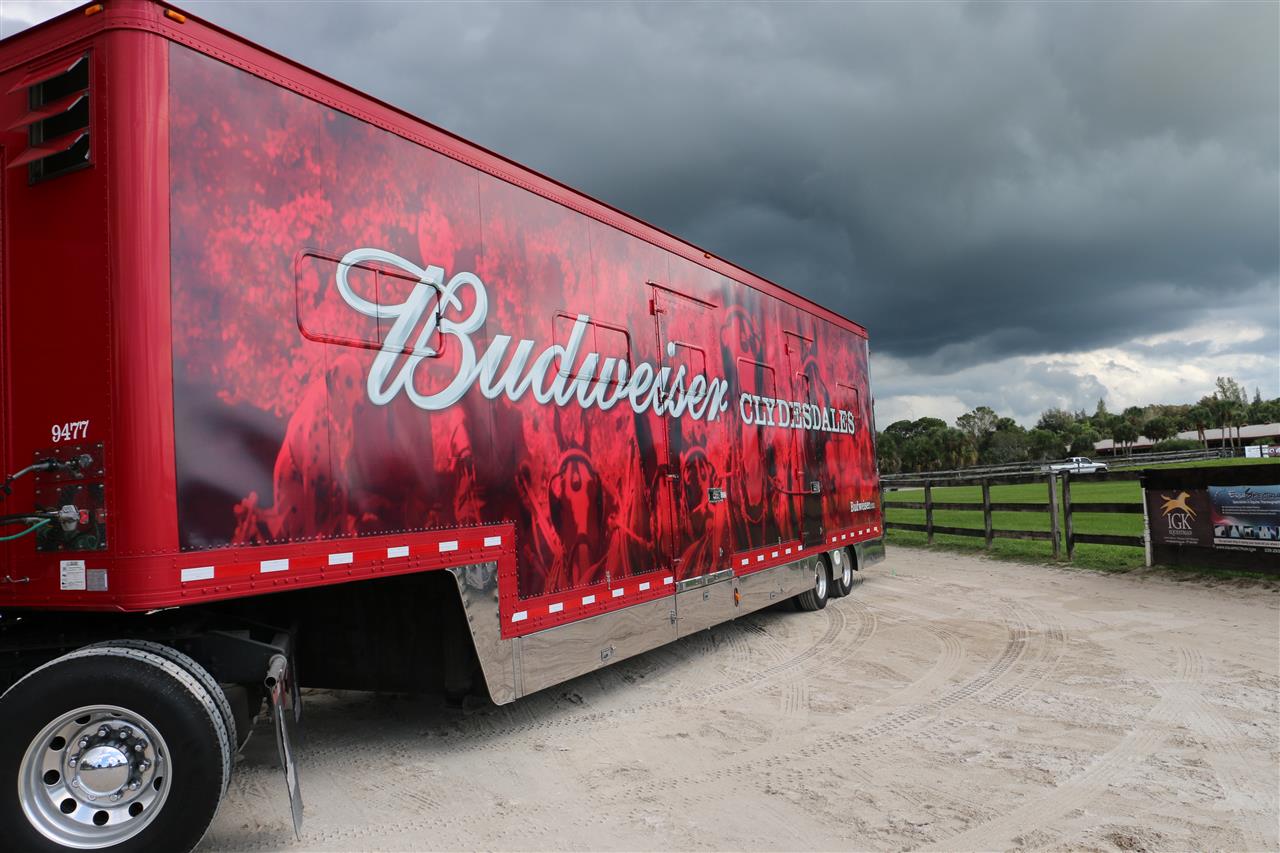 Budweiser Clydesdales